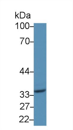 CD1D Antibody (aa64-298)