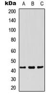 IHC-plus™ PDHA1 / PDH E1 Alpha Antibody (C-Terminus)