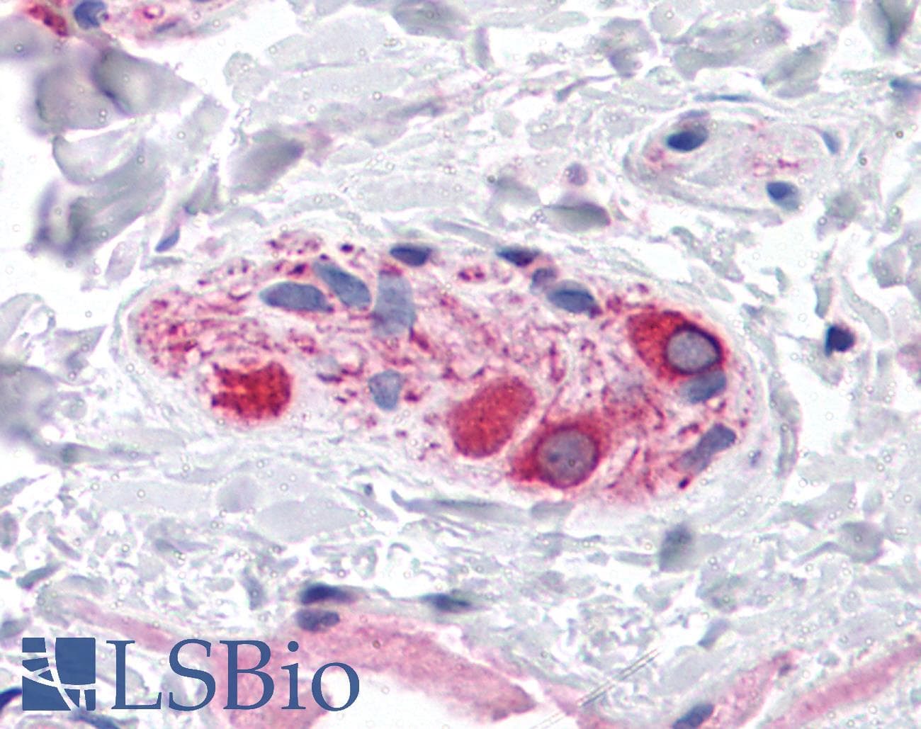 IHC-plus™ BOK Antibody
