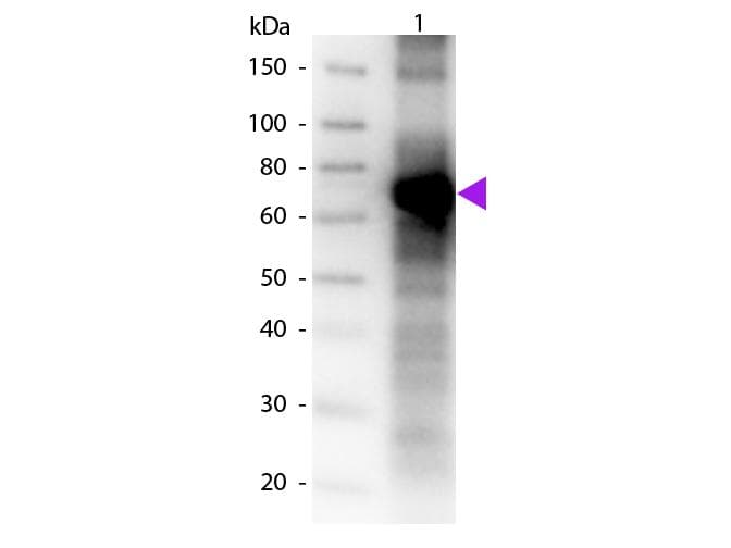 Fluorescein Antibody (Biotin)