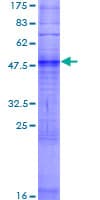 Human OR2T29 Protein (Recombinant GST)
