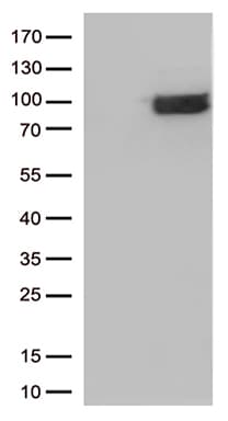 CRF2-12 / IL28RA Antibody (aa21-228, clone OTI7B2, Carrier-free)