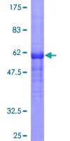 Human PRKAB1 / AMPK Beta 1 Protein (Recombinant GST)