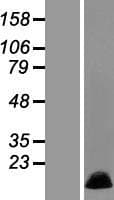 MRPL36 Protein (Over-Expression Lysate Myc-DDK (Flag))