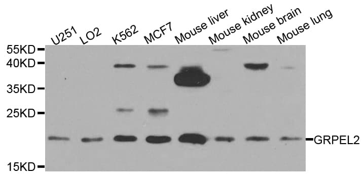 GRPEL2 Antibody