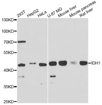 IDH1 / IDH Antibody
