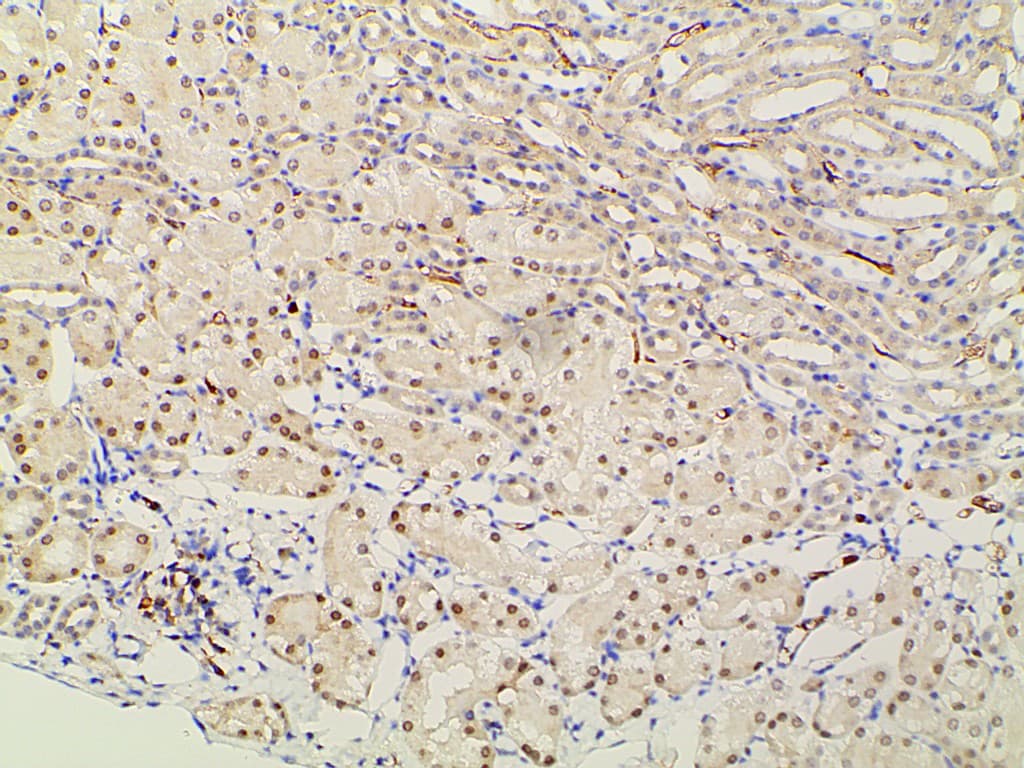 EFNB2 / Ephrin B2 Antibody
