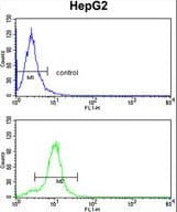 Polyclonal Rabbit anti-Human CYP2E1 Antibody (aa402-429, IHC, WB)