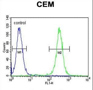 MNDA Antibody (aa26-53)