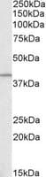 IHC-plus™ Polyclonal Goat anti-Human GNAQ Antibody (aa162-175, IHC, WB)
