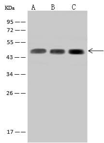 SUCLA2 Antibody