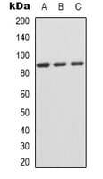 CD44 Antibody (C-Terminus)