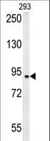 BRD2 / RING3 Antibody (aa170-200)