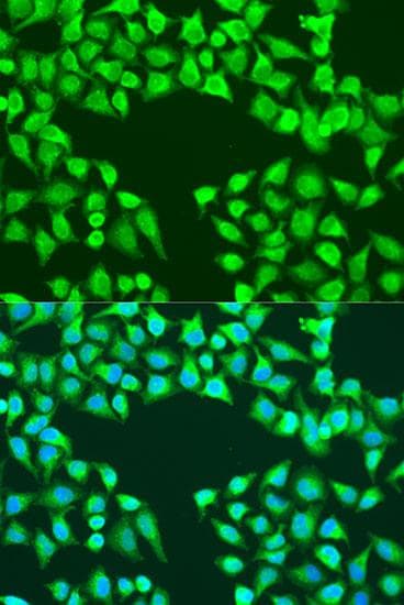 EDIL3 / DEL1 Antibody
