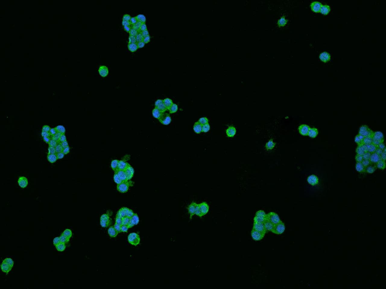 Polyclonal Rabbit anti-Rat TF / Transferrin Antibody (Preservative Free, IHC, IF)