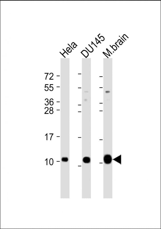 GNG12 Antibody (aa37-68)