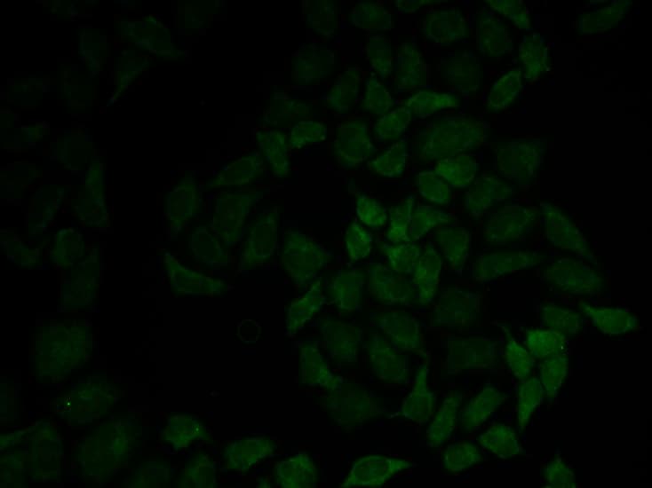MSN / Moesin Antibody