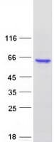 Human OSGIN1 Protein (Recombinant Myc-DDK (Flag))