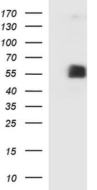 SIGLEC7 / CD328 Antibody (clone OTI1A11, Carrier-free)
