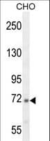 Polyclonal Rabbit anti-Human Complement C2 Antibody (aa147-176, WB)
