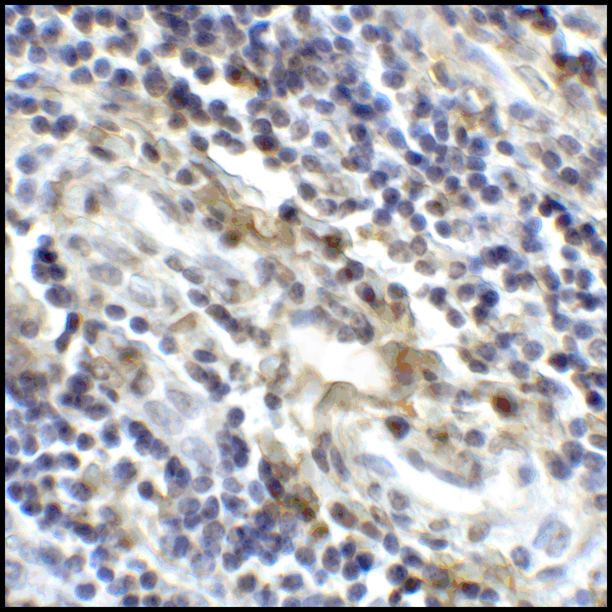 CD80 Antibody (clone 10A1)