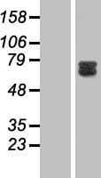 GAB2 Protein (Over-Expression Lysate Myc-DDK (Flag))