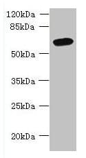 FAM149B1 Antibody