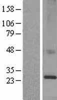 KDELR1 / HDEL Protein (Over-Expression Lysate Myc-DDK (Flag))