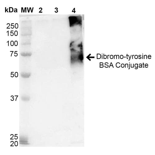 Dibromo-tyrosine Antibody (clone 9F12, APC)
