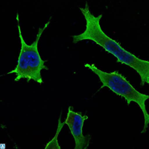 RAB10 Antibody