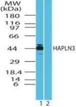 IHC-plus™ HAPLN3 Antibody (aa1-50)