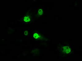 ID3 Antibody (clone OTI15E3)