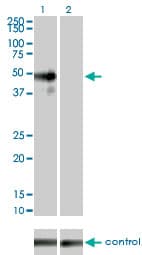 IHC-plus™ Monoclonal Mouse anti-Human MAPK9 / JNK2 Antibody (clone 1C1-3A8, IHC, WB)