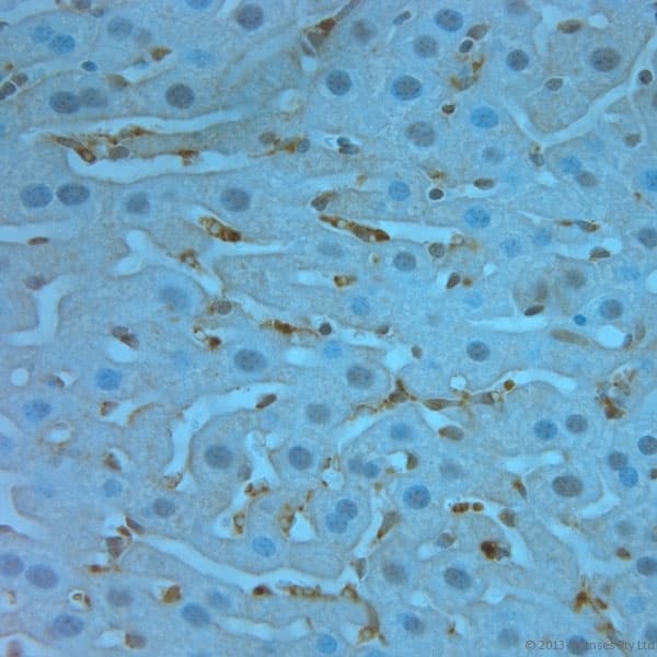 Polyclonal Rabbit anti-Mouse TMEM37 Antibody (aa160-211, IHC)