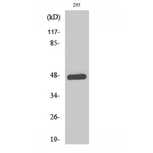 JUN / c-Jun Antibody (30-110 aa)