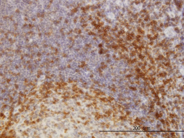 SKAP1 / SCAP1 Antibody (clone 3D3)