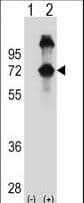 UBXD9 / ASPL Antibody (aa65-93)