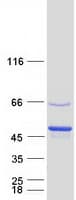 Human PTPN7 / HEPTP Protein (Recombinant Myc-DDK (Flag))
