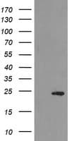 MYL7 Antibody (clone OTI4C4)