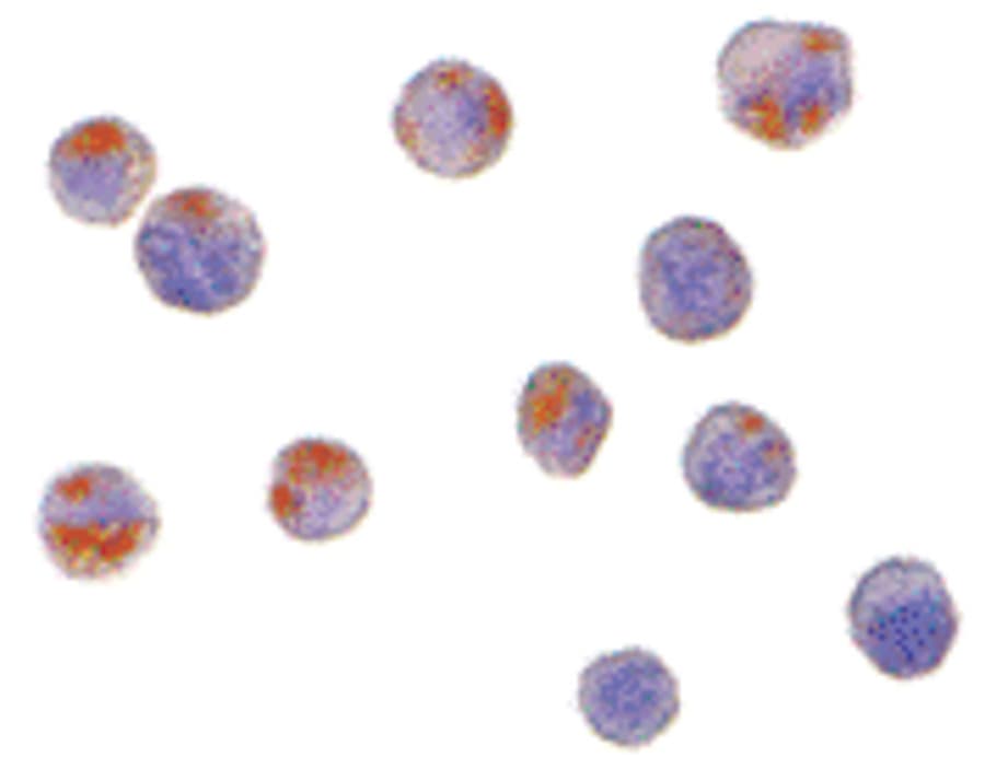 IHC-plus™ C1QTNF6 / CTRP6 Antibody