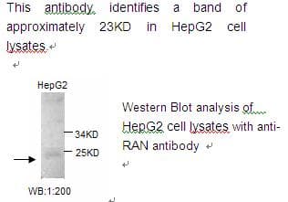 RAN Antibody