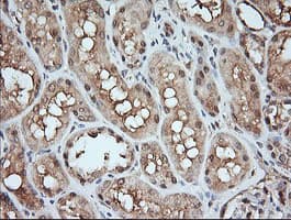 MAP2K1 / MKK1 / MEK1 Antibody (clone OTI8A6, Carrier-free)