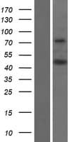 DOC2B Protein (Over-Expression Lysate Myc-DDK (Flag))