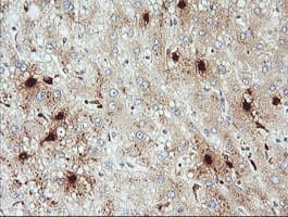 KLK8 / Kallikrein 8 Antibody (clone OTI1H6)