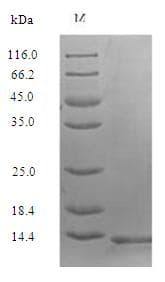 Human SNAP29 Protein (Recombinant GST, N-terminus)
