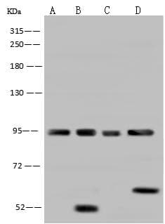 AFG3L2 Antibody