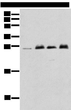 MOB4 / PHOCN Antibody