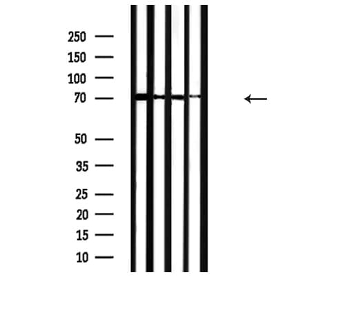 HSPA8 / HSC70 Antibody