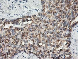 SNAP25 Antibody (clone OTI4B5, Carrier-free)