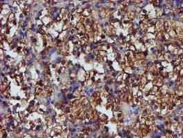 PDIA4 / ERP72 Antibody (clone OTI2A11)